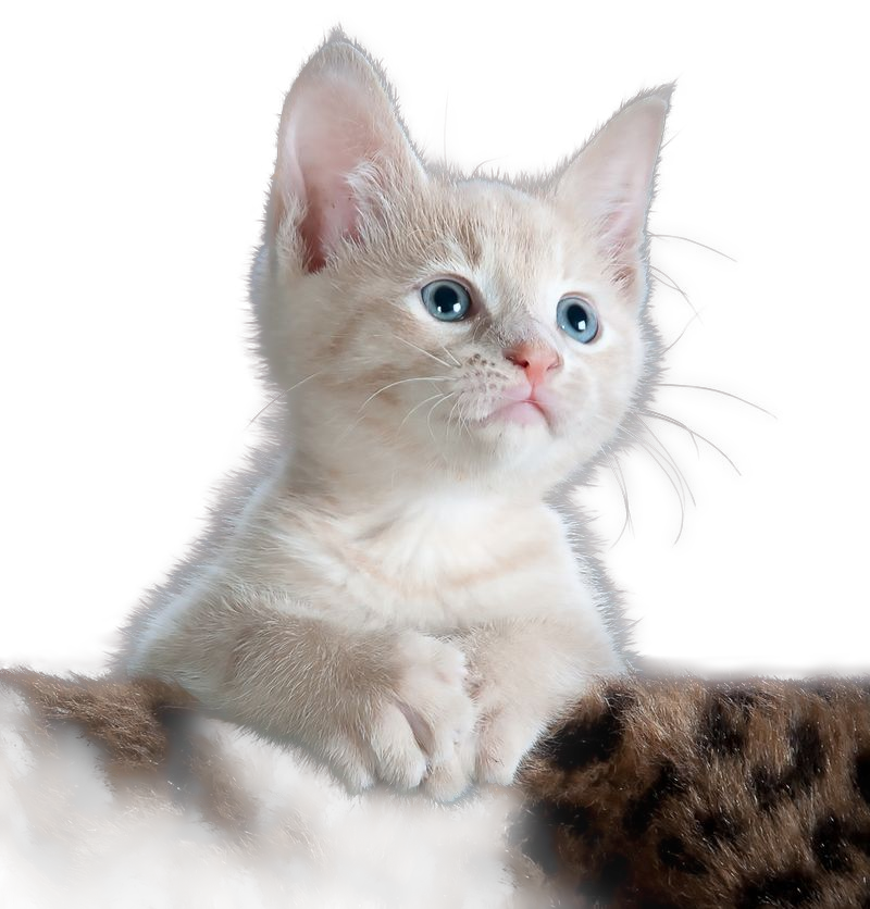 Cat fur cutout on checkerboard